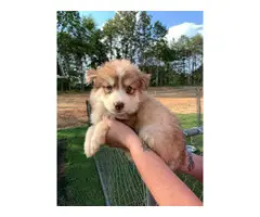 Copper and  black Husky puppies looking for sale - 4
