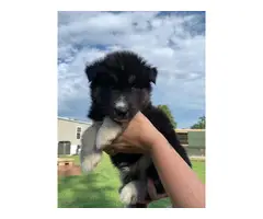 Copper and  black Husky puppies looking for sale - 5