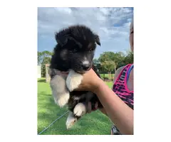 Copper and  black Husky puppies looking for sale - 6