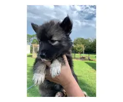 Copper and  black Husky puppies looking for sale - 7