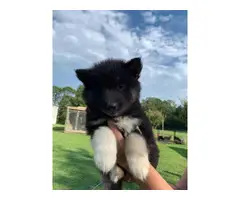 Copper and  black Husky puppies looking for sale - 8