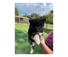 Copper and  black Husky puppies looking for sale - 9