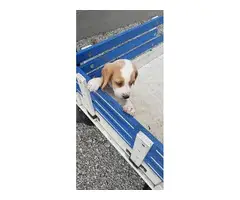 AKC Beagle Puppies for sale