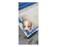 AKC Beagle Puppies for sale - 2
