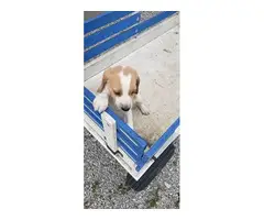 AKC Beagle Puppies for sale - 3