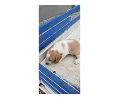 AKC Beagle Puppies for sale - 5