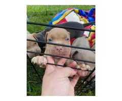 Boys and girls Bullypit puppies to be rehomed