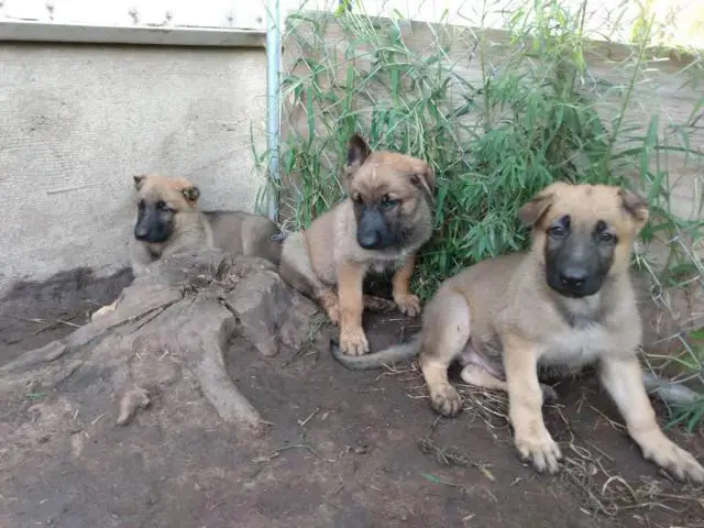 3 AKC registered German shepherd puppies for sale in Moundridge ...