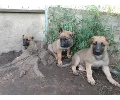 3 AKC registered German shepherd puppies for sale