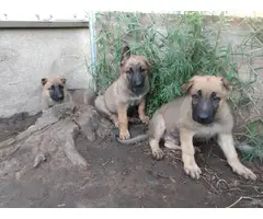 3 AKC registered German shepherd puppies for sale - 2