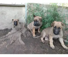 3 AKC registered German shepherd puppies for sale - 3