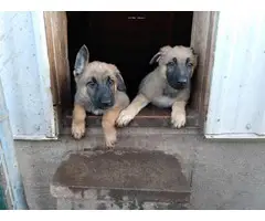 3 AKC registered German shepherd puppies for sale - 4