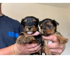 Biewer X Yorkshire Terrier Puppies - 3