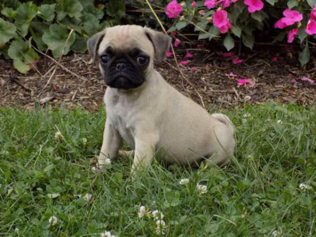 Beautiful fawn AKC Pug Puppies up for sale. in Indianapolis, Indiana