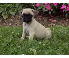 Beautiful fawn AKC Pug Puppies up for sale.