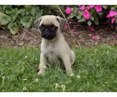 Beautiful fawn AKC Pug Puppies up for sale. - 2