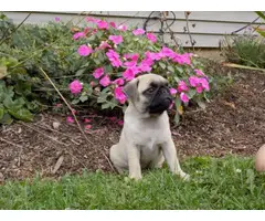 Beautiful fawn AKC Pug Puppies up for sale. - 3
