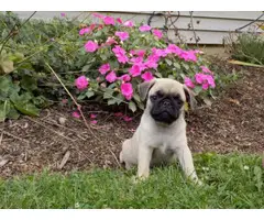 Beautiful fawn AKC Pug Puppies up for sale. - 4