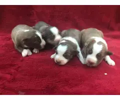 6 Aussie puppies available
