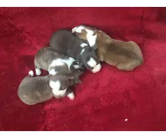 6 Aussie puppies available - 2