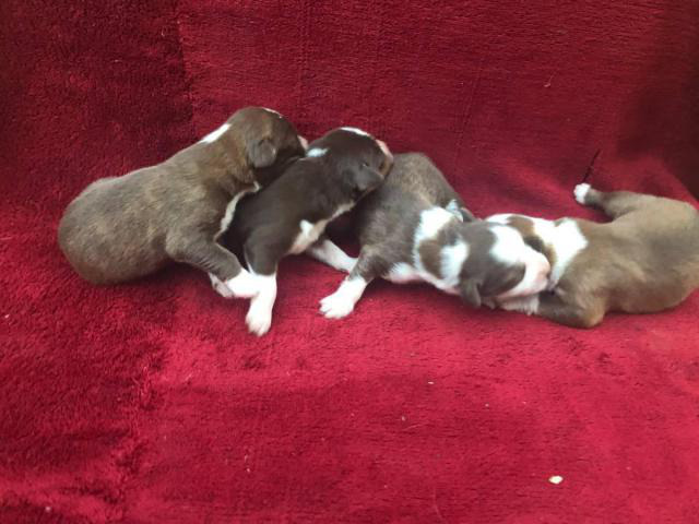 6 Aussie puppies available in Jackson, Mississippi ...