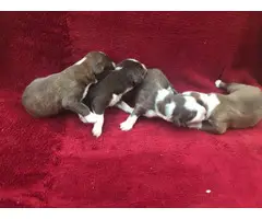 6 Aussie puppies available - 4