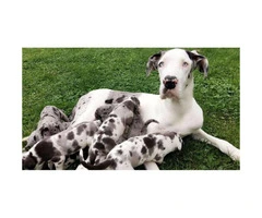 One female  Great dane puppy available