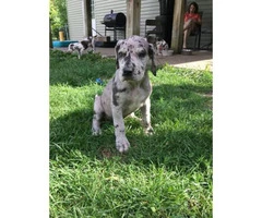 One female  Great dane puppy available - 3