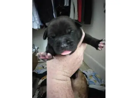 5 males & 2 female American Bandogge pups available