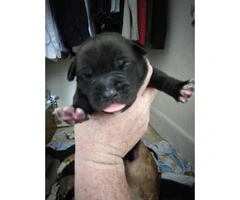 5 males & 2 female American Bandogge pups available