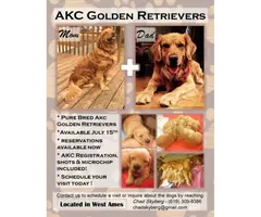 AKC Golden Retrievers