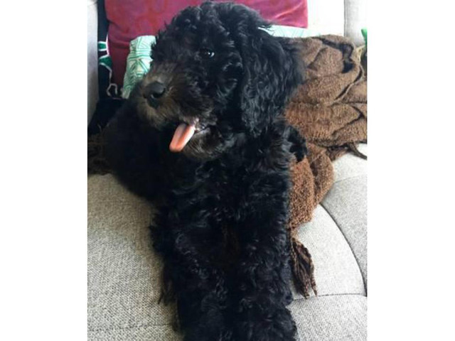 Goldendoodle Puppies for Sale Last Female Left in Chicago ...