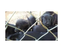 black lab puppies - 2