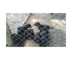 black lab puppies - 3