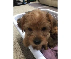 Yorkshire terrier puppies for sale - 8 weeks  old