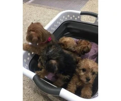 Yorkshire terrier puppies for sale - 8 weeks  old - 2