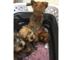 Yorkshire terrier puppies for sale - 8 weeks  old - 3
