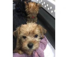 Yorkshire terrier puppies for sale - 8 weeks  old - 4