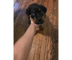 2 month old Male Pure Breed Rottweiler for sale - 2