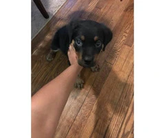 2 month old Male Pure Breed Rottweiler for sale - 3
