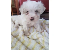 3 wonderful shih tzu puppies looking for a good home - 3