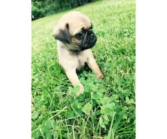 3 pug puppies available