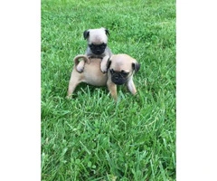 3 pug puppies available - 2