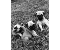3 pug puppies available - 3