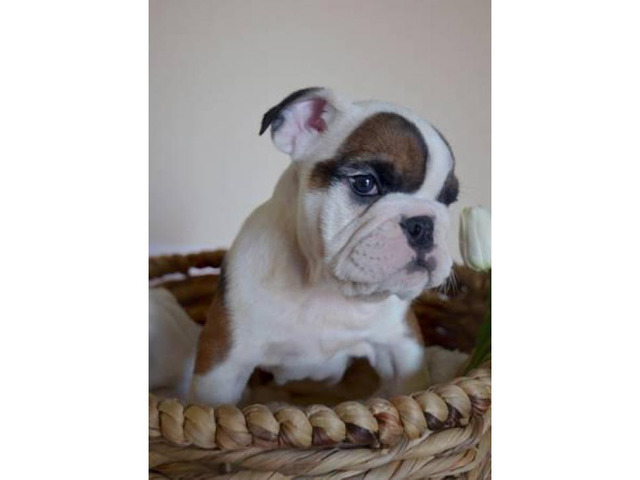 8 week old ENGLISH BULLDOG PUPPIES in Las Vegas, Nevada