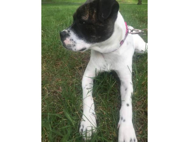 Boxer mix puppy for adoption in , New Jersey Puppies for