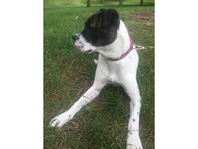 Boxer mix puppy for adoption in , New Jersey Puppies for