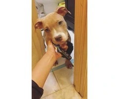 5 month old Blue Nose Pit puppy looking for a new home - 1