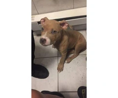 5 month old Blue Nose Pit puppy looking for a new home - 3