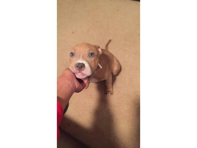 5 month old Blue Nose Pit puppy looking for a new home Newark - Puppies ...